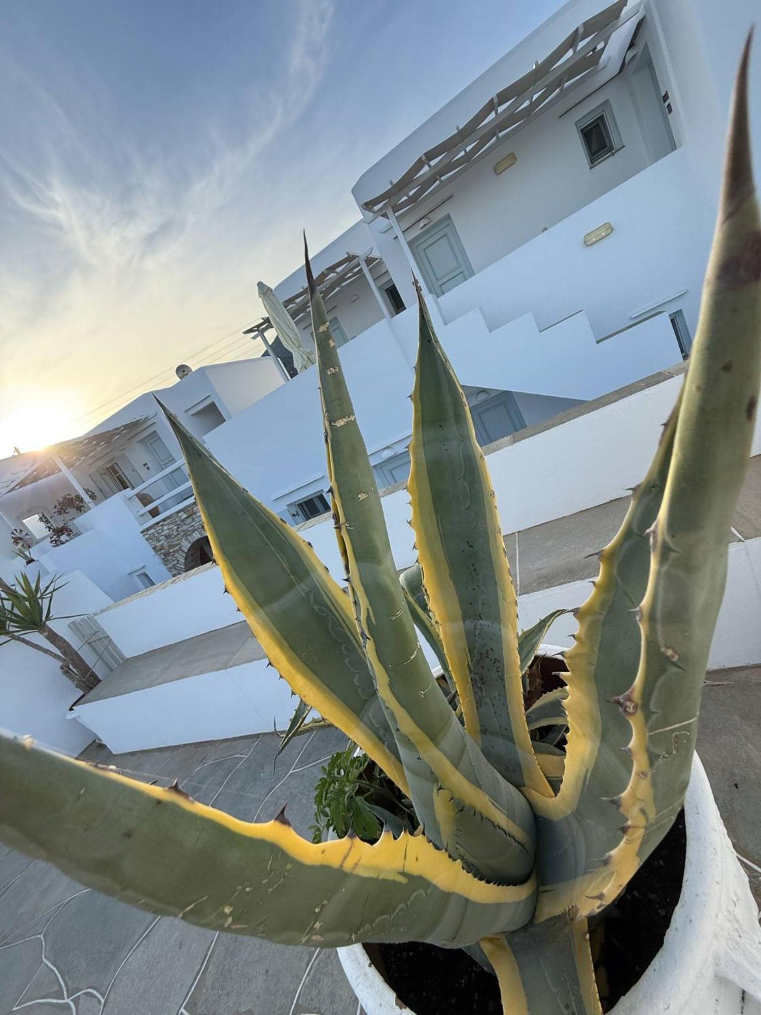 Kohylia Beach Guest House Platis Gialos  Eksteriør billede